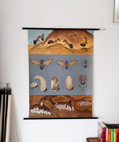 Schulwandkarte ameise - schulwandkarte,