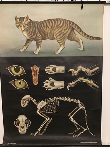 Schulwandkarten katze - katze, "