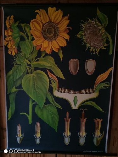 Sonnenblume hagemann 28 - hagemann, nr.