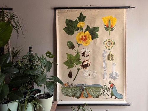 Vintage baumwollpflanze - vintage,