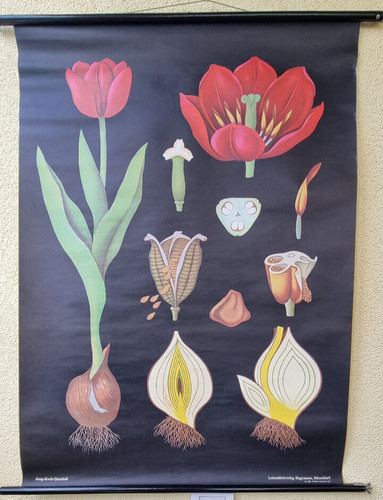 Tulpe hagemann 34 - hagemann, nr.