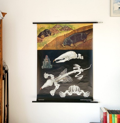 Schulwandkarte maulwurf - schulwandkarte,