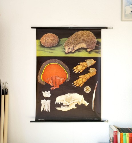 Schulwandkarte igel hagemann - schulwandkarte,