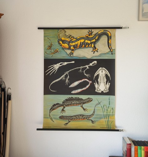 Schulwandkarte salamander - schulwandkarte,
