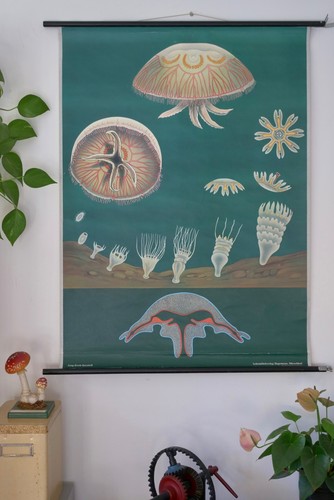 Vintage schulwandkarte - vintage,