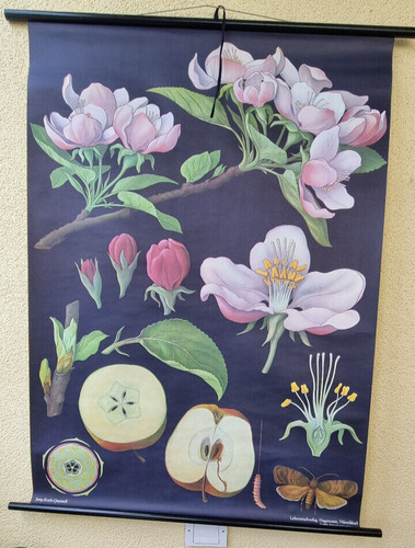 Edler apfelbaum hagemann nr - apfelbaum,,