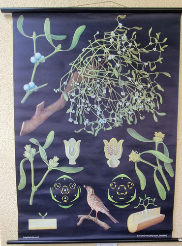 Weiße mistel hagemann nr - weiße,
