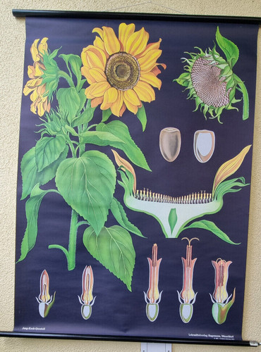 Sonnenblume hagemann 28 - hagemann, nr.