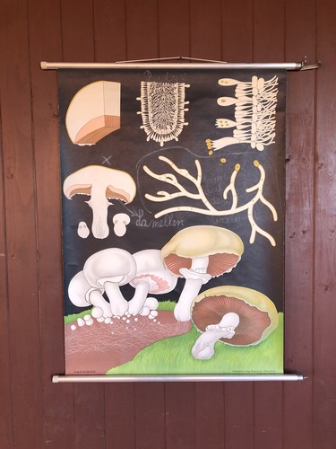 Schulwandkarte rollkarte - schulwandkarte,