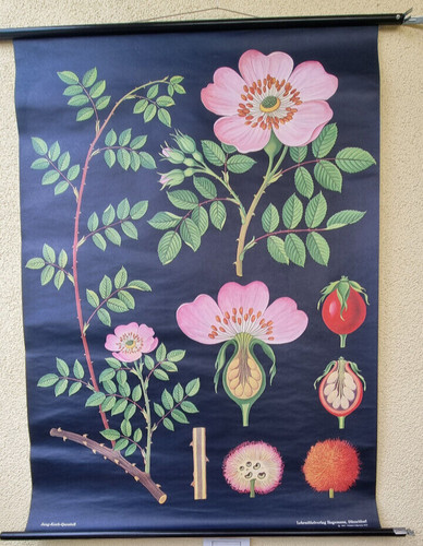 Heckenrose hagemann 9 - hagemann,