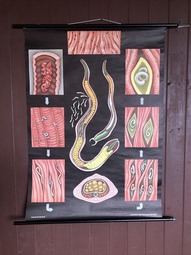Schulwandkarte rollkarte - schulwandkarte,