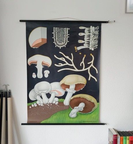 Schulwandkarte champignon - schulwandkarte,