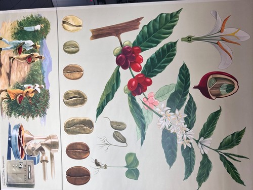 Hagemann vintage lehrtafel - hagemann,,