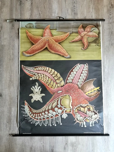 Alte schulwandkarte lehrtafel - alte,