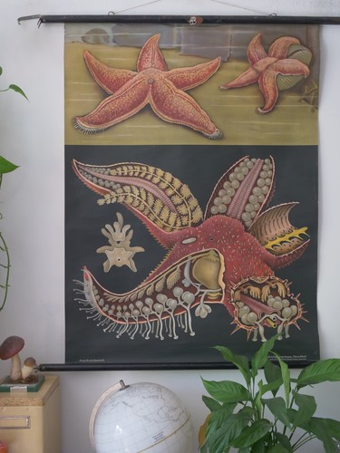 Vintage schulwandkarte - vintage, |