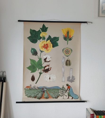 Schulwandkarte baumwollstaude - schulwandkarte,