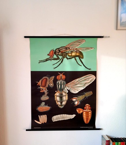 Schulwandkarte stubenfliege - schulwandkarte,